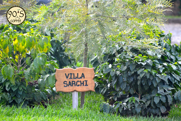 Giống cà phê Villa Sarchi