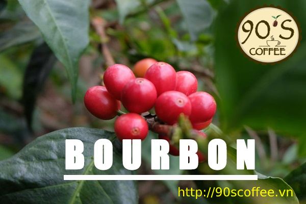 cafe bourbon la giong co gia tri hat tai viet nam