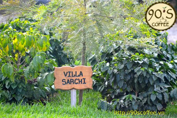 cac giong villa sarchi co hinh dang thap lun