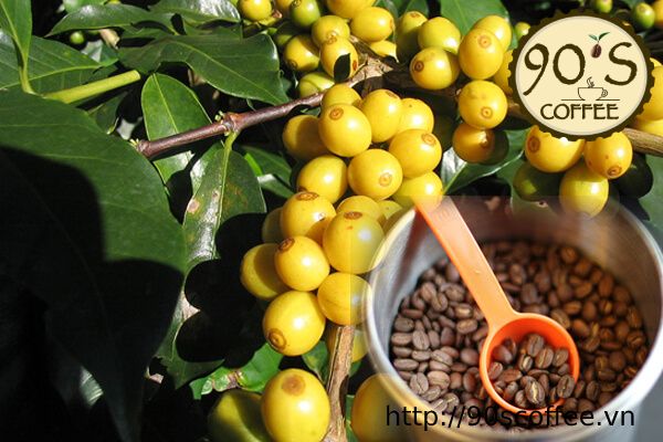 giong cay cafe tekisic co gia tri kinh te cao