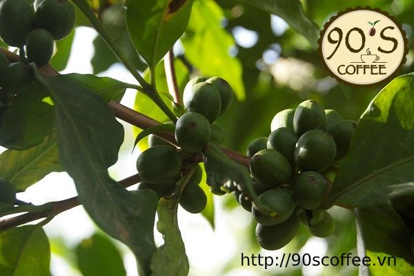 giong SL 28 co nang suat cao