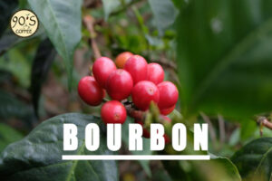 Cà phê Bourbon là giống có giá trị nhất tại Việt Nam