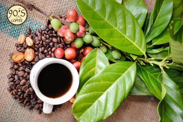 Cà phê có nguồn gốc được trồng ở vùng đất Ethiopia.