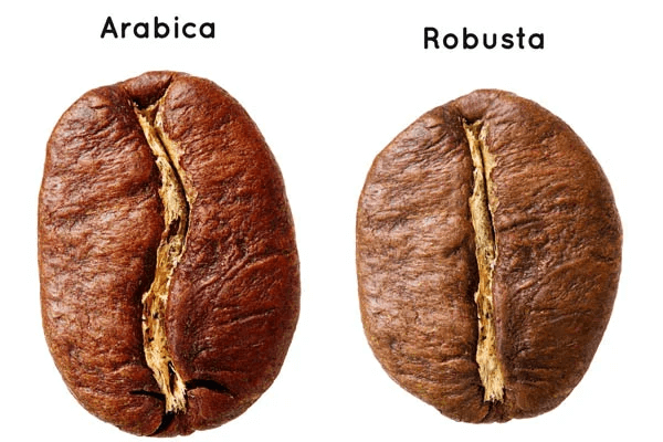 So sánh cà phê hạt Arabica và Robusta dựa trên hình dáng hạt