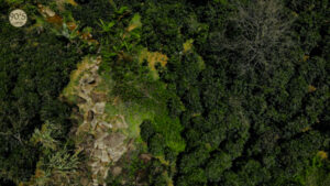 90S Coffee's farms providing