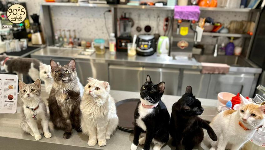 Mô hình quán cà phê thú cưng