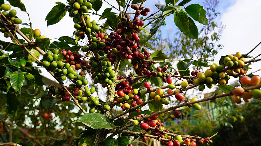 Vùng nguyên liệu từ nông trại ở Gia Lai