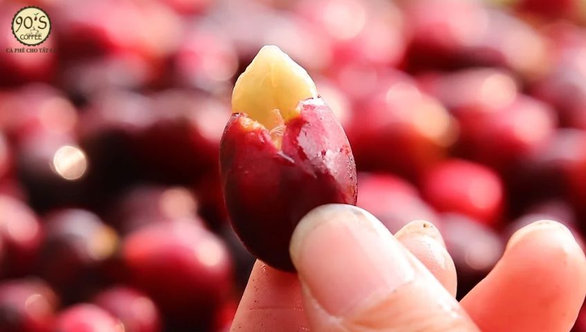 Hạt cà phê Excelsa