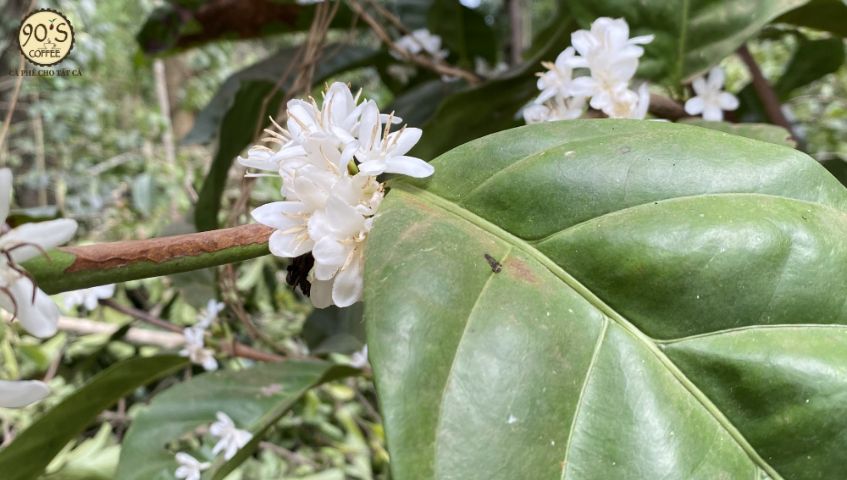 Hoa của cây cà phê Excelsa