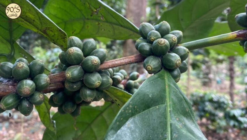 Quả của cây cà phê Excelsa