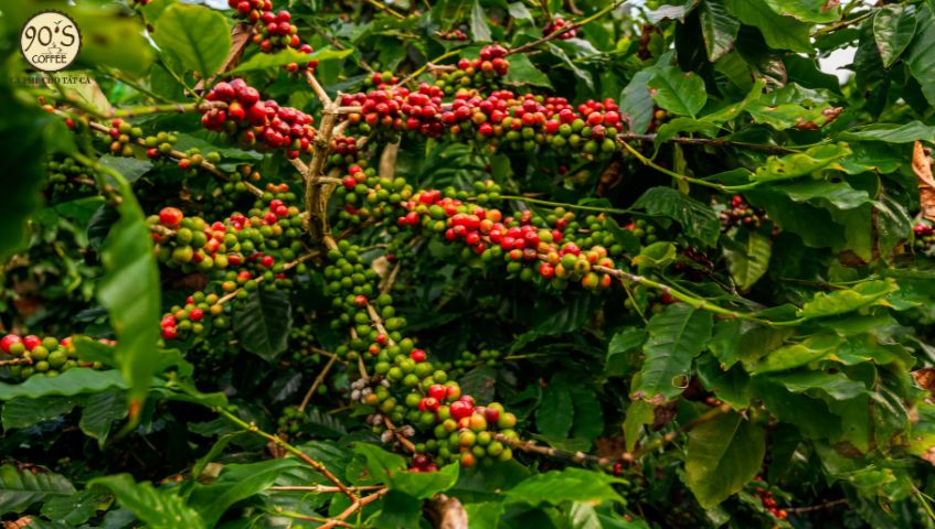 Cây cà phê Arabica