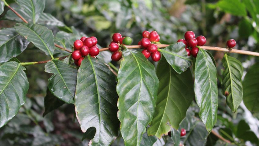 Cây cà phê Bourbon