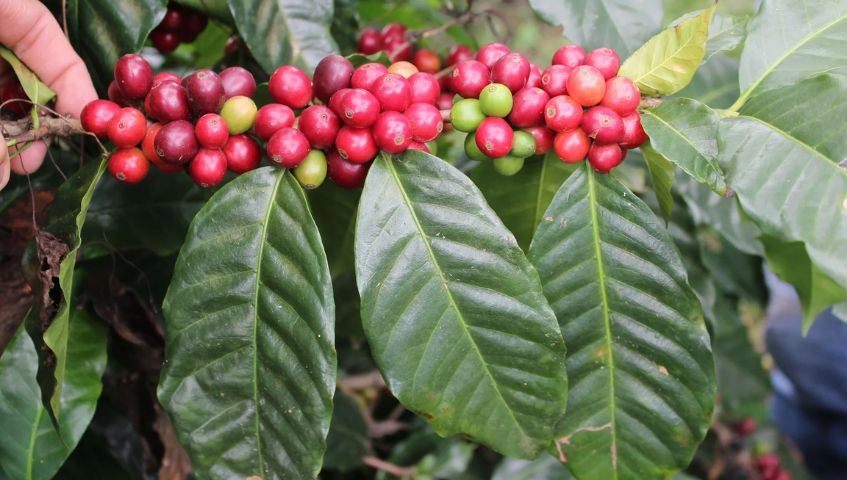 Cây cà phê Catuai