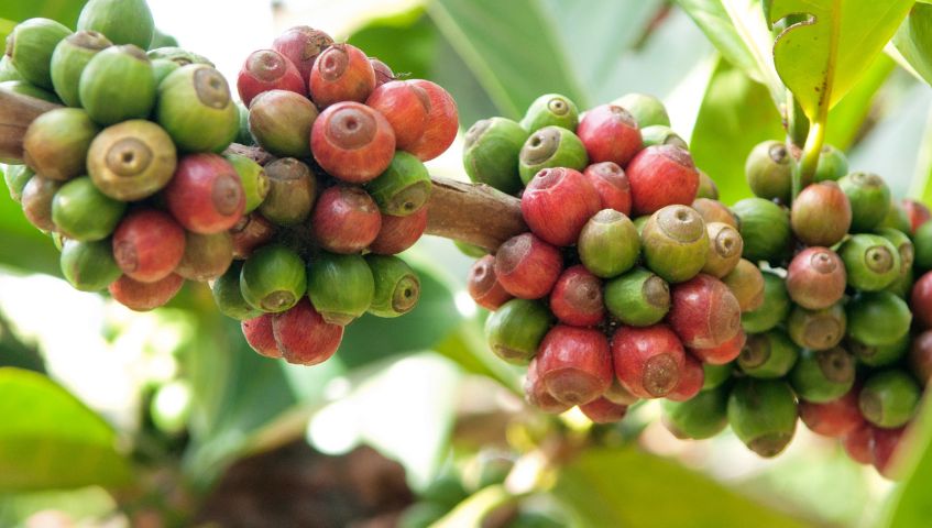 Cây cà phê Typica