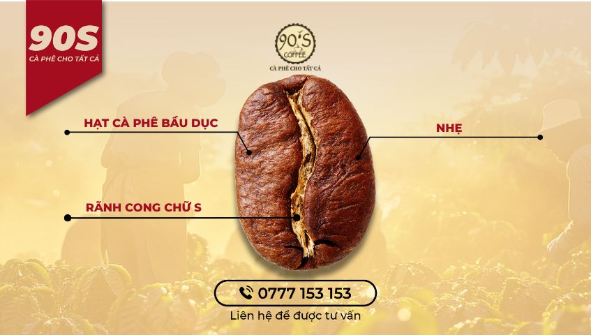 Hình dáng hạt cà phê Arabica