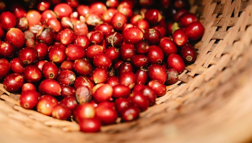 Quả cà phê Catimor