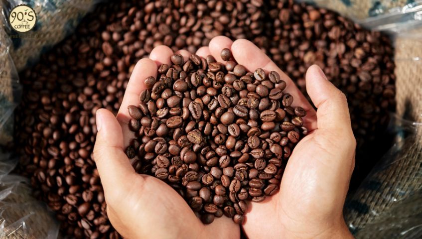 Cà phê Catimor giống cà phê lai độc đáo