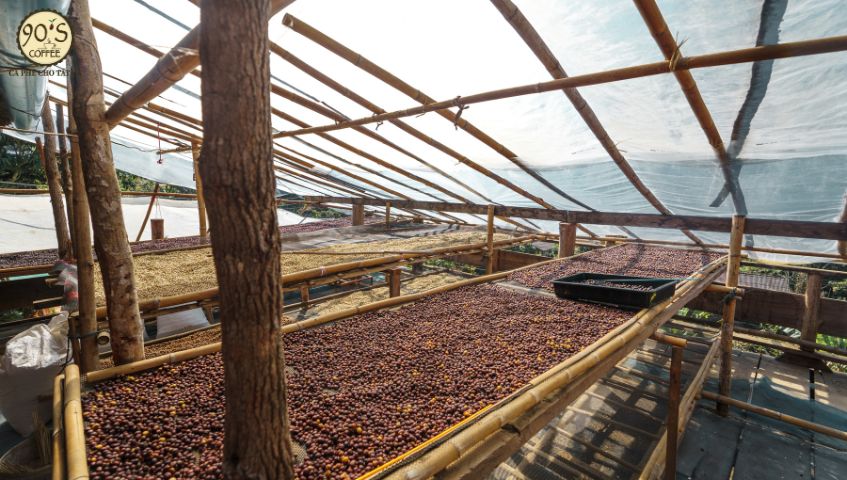Cà phê đang được phơi trên giàn tại Lâm Đồng