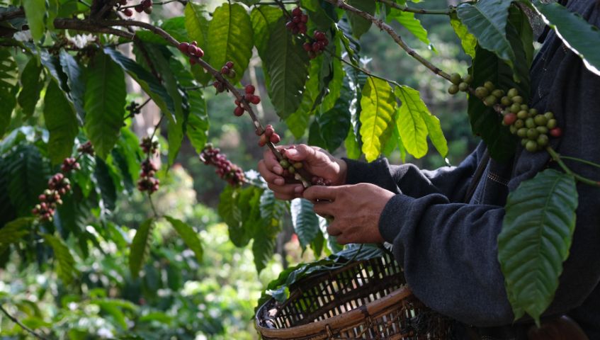 Nên chọn nhà cung cấp cà phê uy tín để mang lại sản phẩm tốt nhất (Nguồn: Internet)