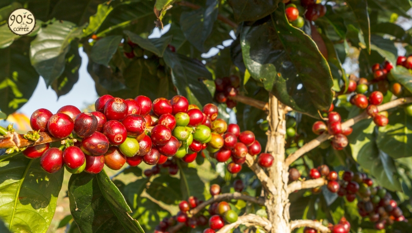 Xưởng rang cà phê uy tín sẽ luôn công khai về nguyên liệu đầu vào