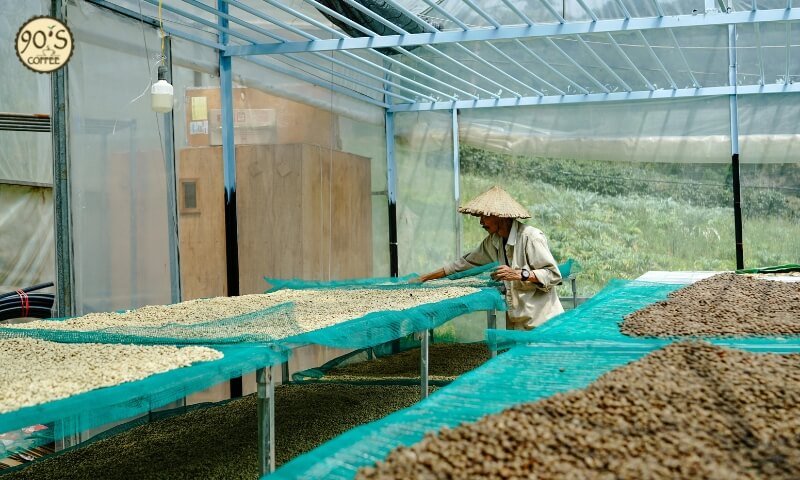 Sơ chế cà phê